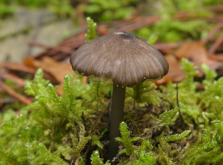 Entoloma dichroum ?